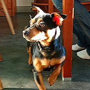 Thoby a rejoint le concours — aidez-le/la à gagner de superbes lots ! dog, small_dog, indoor, sunlight, wooden_furniture, floor, person, jeans, socks, pet, animal, black_and_tan, walking, flooring, chair_leg, table_leg, domestic, companion, cute, alert