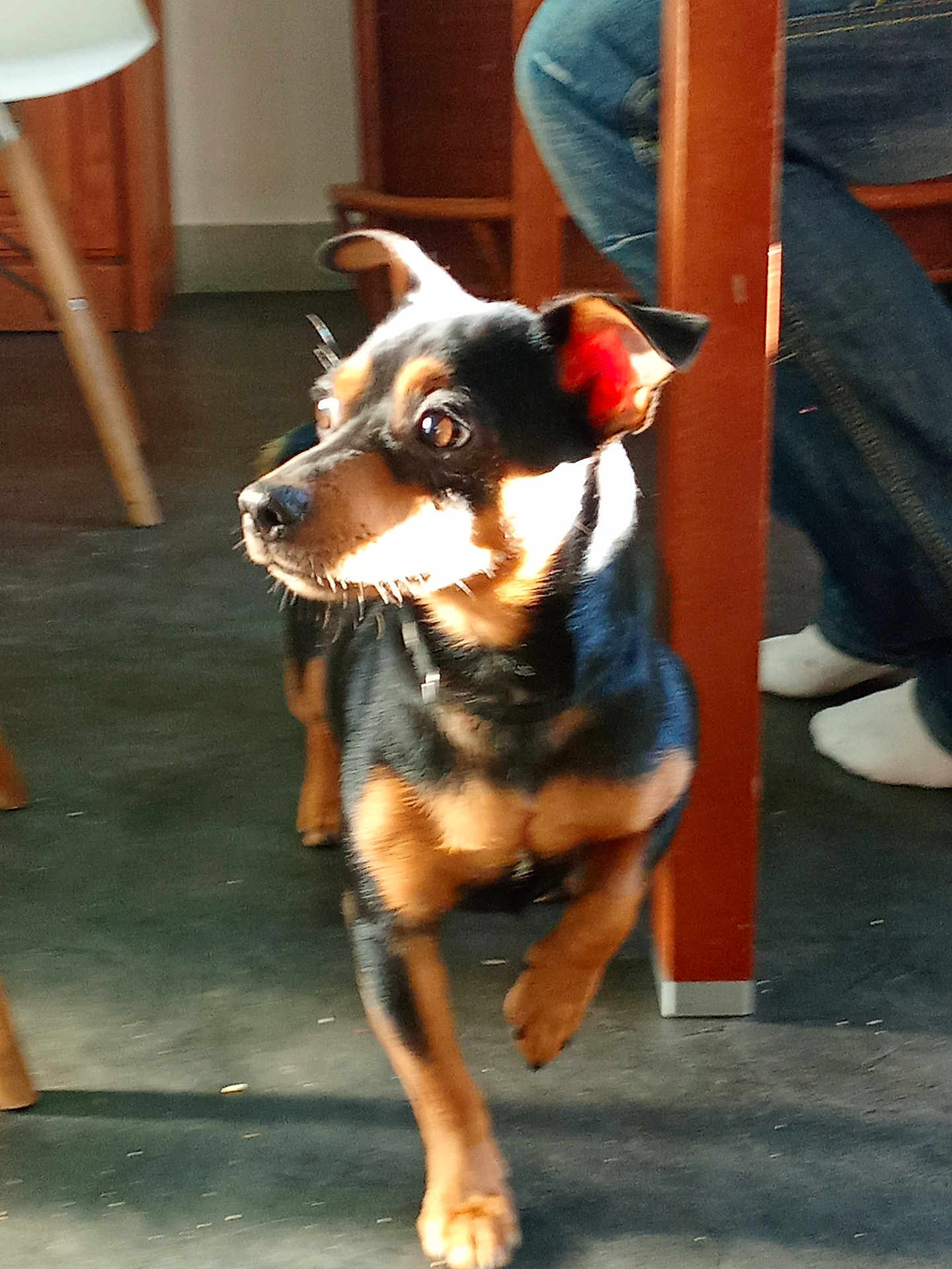 Thoby a rejoint le concours — aidez-le/la à gagner de superbes lots ! dog, small_dog, indoor, sunlight, wooden_furniture, floor, person, jeans, socks, pet, animal, black_and_tan, walking, flooring, chair_leg, table_leg, domestic, companion, cute, alert