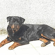 Nash a rejoint le concours — aidez-le/la à gagner de superbes lots ! animal, canine, companion, dog, domestic, ears, fur, lying_down, muzzle, outdoor, paws, pet, portrait, relaxed, resting, rottweiler, shadow, sunlight, tiled_floor, white_wall