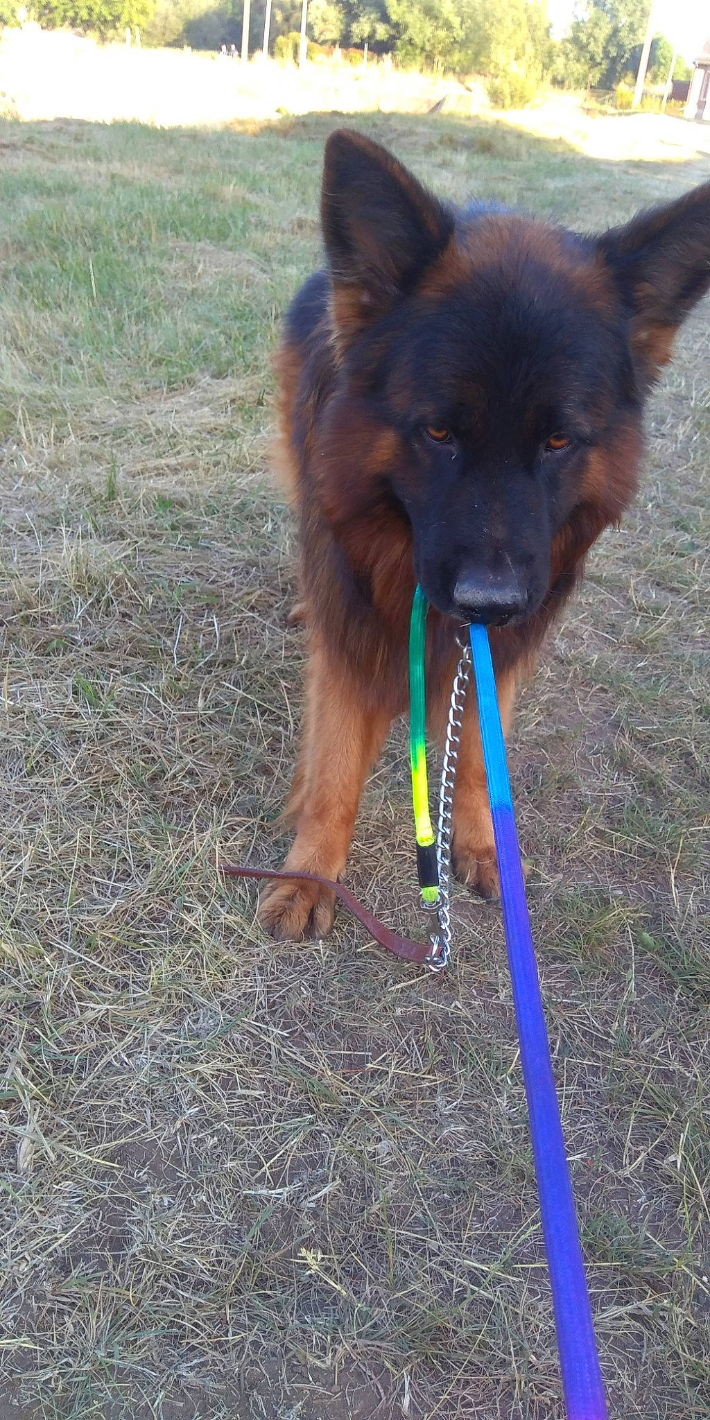 Beuddy a rejoint le concours — aidez-le/la à gagner de superbes lots ! belgian_shepherd, bohemian_shepherd, canidae, carnivore, dog, dog_breed, mammal, old_german_shepherd_dog, sporting_group, vertebrate, working_dog