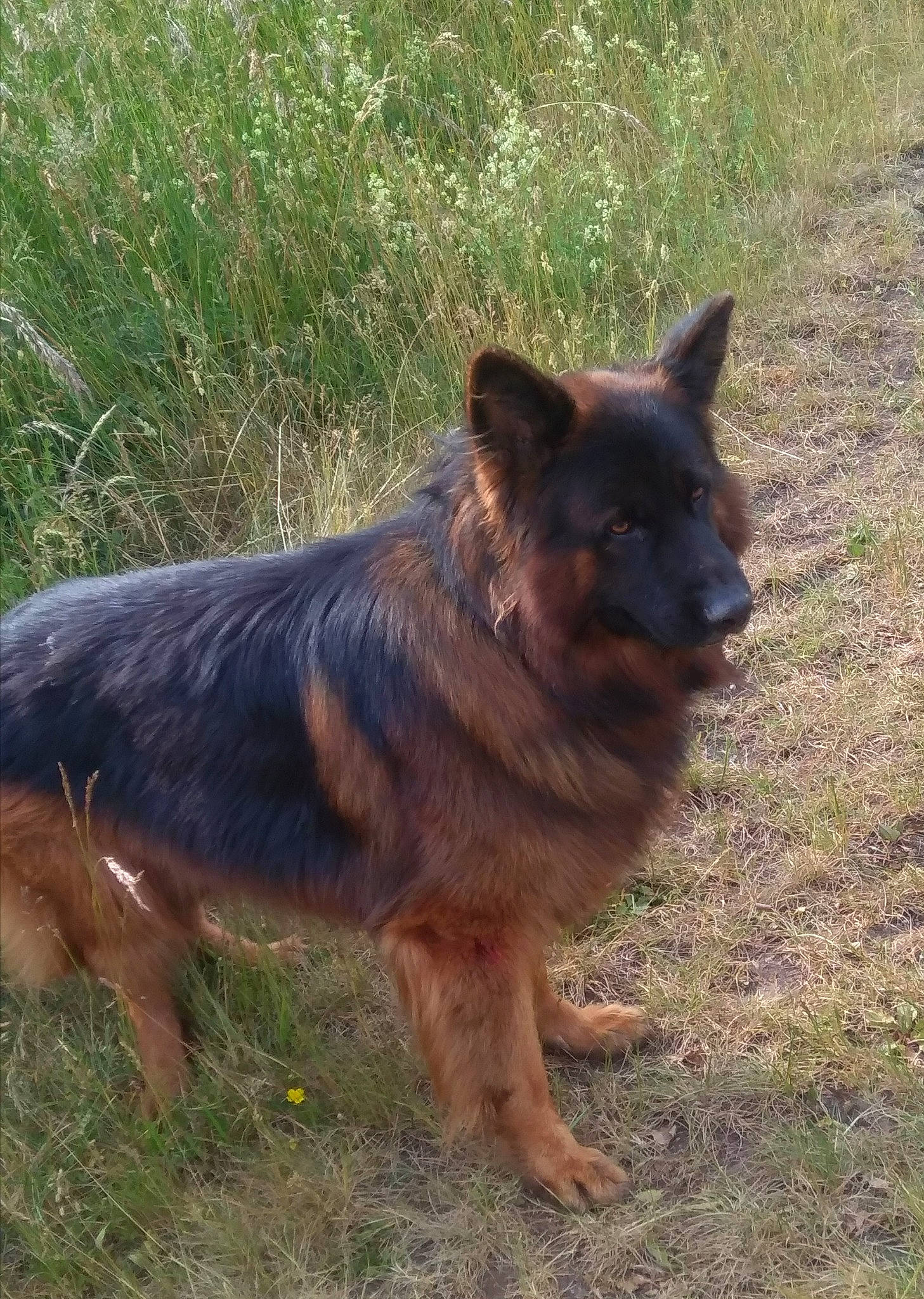 Beuddy participe au concours pour gagner de l'argent avec cette photo : bohemian_shepherd, canidae, carnivore, dog, dog_breed, east_european_shepherd, german_shepherd_dog, herding_dog, king_shepherd, kunming_wolfdog, mammal, old_german_shepherd_dog, shiloh_shepherd_dog, snout, tervuren, vertebrate, working_dog