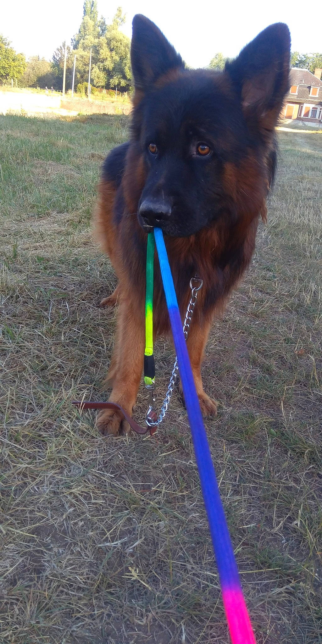 Beuddy participe au concours pour gagner de l'argent avec cette photo : belgian_shepherd, bohemian_shepherd, canidae, carnivore, companion_dog, dog, dog_breed, mammal, old_german_shepherd_dog, snout, sporting_group, tervuren, vertebrate, working_dog