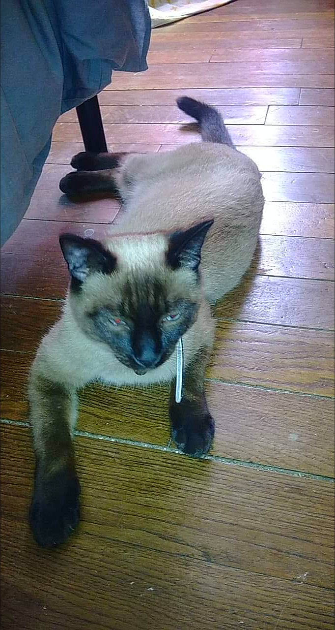 Mowgly a rejoint le concours — aidez-le/la à gagner de superbes lots ! balinese, birman, burmese, carnivore, cat, colorpoint_shorthair, fawn, felidae, himalayan, javanese, kitten, mammal, siamese, small_to_medium_sized_cats, snowshoe, tail, thai, tonkinese, vertebrate, whiskers