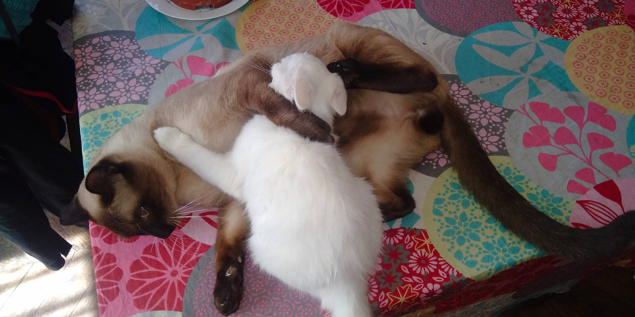 Mowgly participe au concours pour gagner de l'argent avec cette photo : balinese, birman, carnivore, cat, dog_breed, fawn, felidae, himalayan, kitten, mammal, paw, ragdoll, siamese, small_to_medium_sized_cats, snowshoe, tail, thai, tonkinese