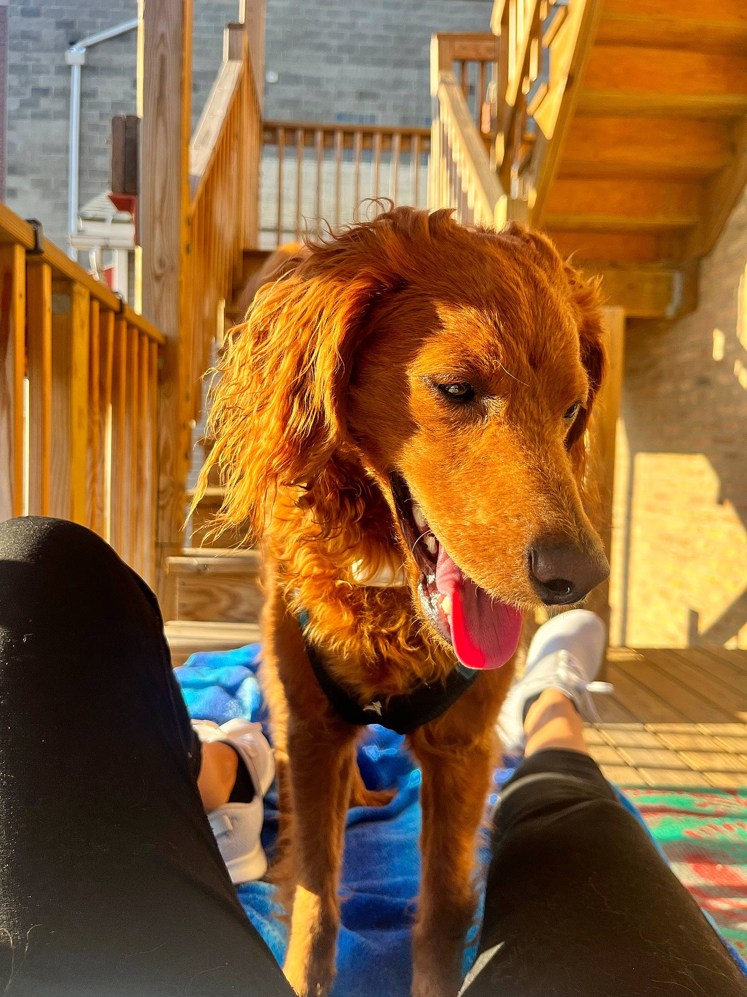 Benny joined the competition — help win amazing prizes! canidae, carnivore, collar, companion_dog, dog, dog_breed, dog_collar, dog_supply, fashion_accessory, fawn, fur, leash, leisure, liver, pet_supply, snout, sporting_group, water, wood, working_animal