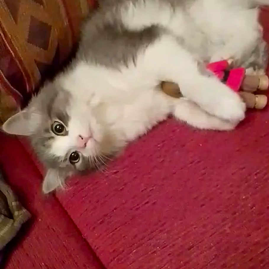 Bella a rejoint le concours — aidez-le/la à gagner de superbes lots ! angora, animal, cat, couch, cushion, face, flag, furniture, happy, head, homedecor, indoors, interiordesign, kitten, manx, person, pet, siamese, sleeping, smile