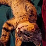 animal, bed, bedding, cat, close_up, eyes, fluffy, furry, indoors, lounging, orange_cat, paws, pet, red_cushion, relaxed, sleeping, tabby, teal, upside_down, whiskers