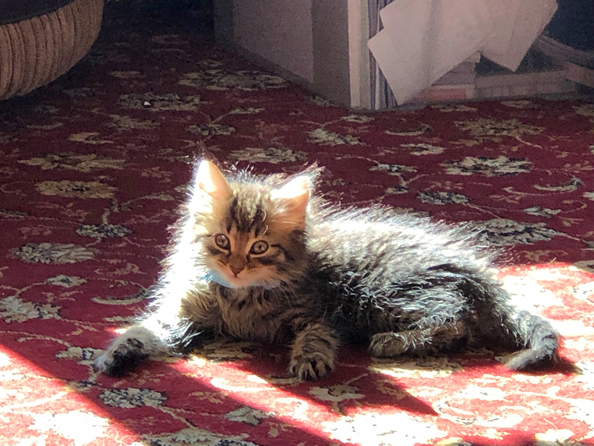 Lilly is registered to the contest to win money with this photo: carnivore, cat, claw, comfort, domestic_short_haired_cat, fawn, felidae, floor, flooring, fur, light, paw, plant, sitting, small_to_medium_sized_cats, snapshot, snout, tail, terrestrial_animal, whiskers