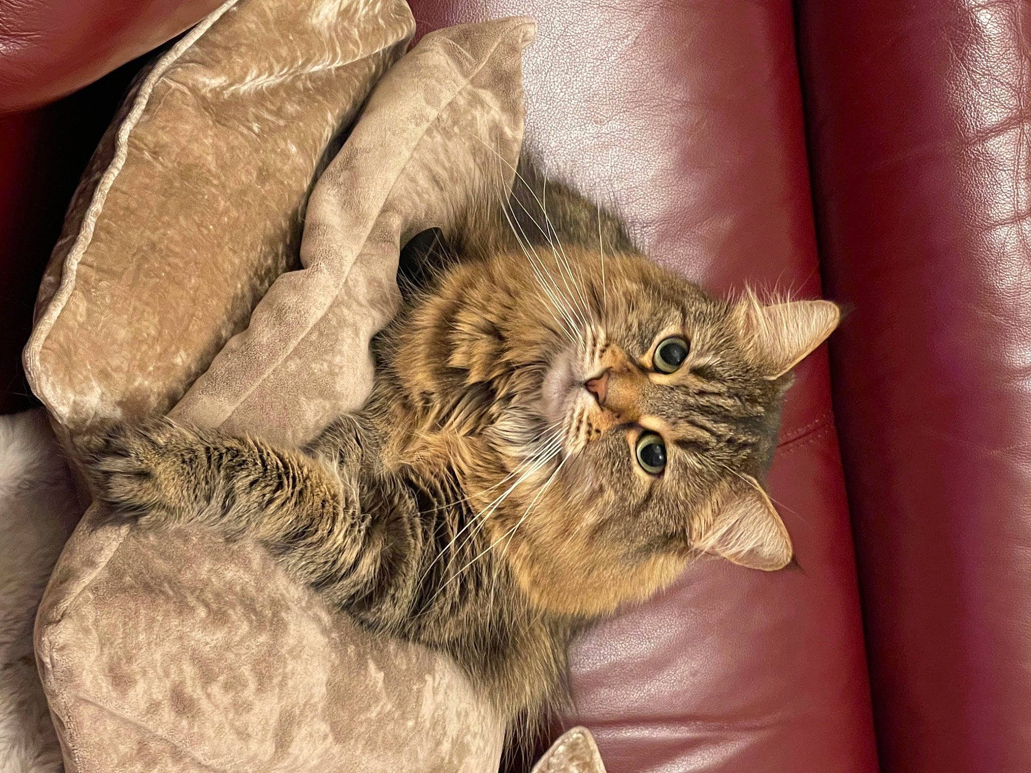 Lilly joined the competition — help win amazing prizes! carnivore, cat, claw, comfort, domestic_short_haired_cat, felidae, fur, paw, small_to_medium_sized_cats, terrestrial_animal, whiskers