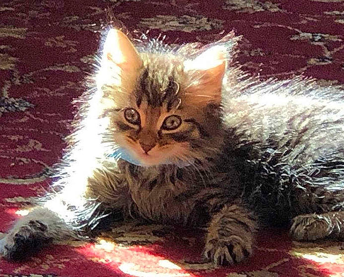 Lilly joined the competition — help win amazing prizes! box, carnivore, cat, claw, conifer, domestic_short_haired_cat, event, felidae, fur, grass, night, paw, photo_caption, plant, small_to_medium_sized_cats, snout, tail, tree, whiskers