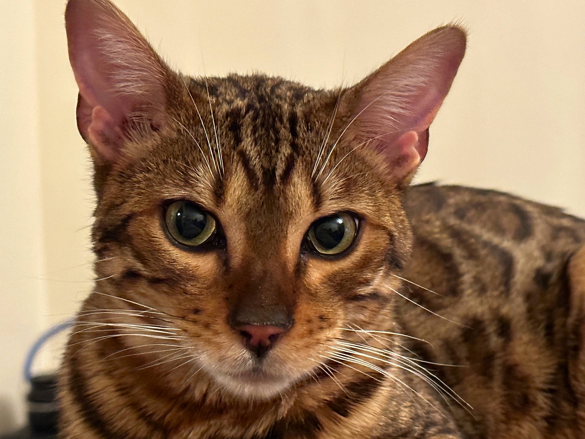 Frankie is registered to the contest to win money with this photo: carnivore, cat, domestic_short_haired_cat, felidae, fur, small_to_medium_sized_cats, snout, terrestrial_animal, whiskers, wildlife