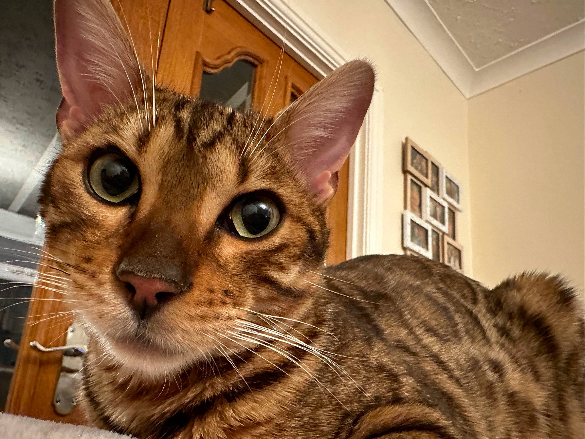 Frankie joined the competition — help win amazing prizes! carnivore, cat, domestic_short_haired_cat, felidae, fur, picture_frame, small_to_medium_sized_cats, snout, terrestrial_animal, whiskers, window