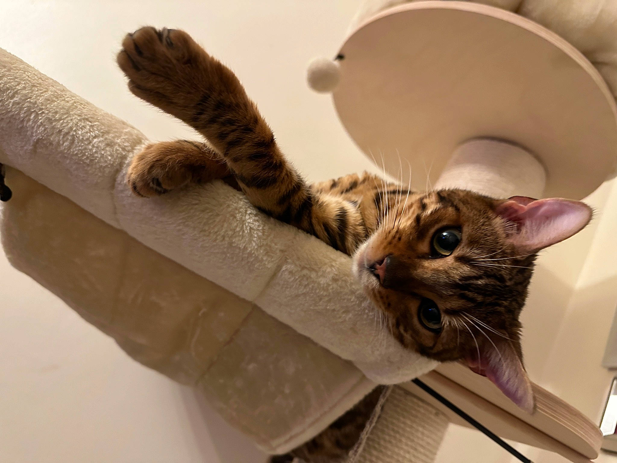 Frankie joined the competition — help win amazing prizes! carnivore, cat, cat_supply, comfort, domestic_short_haired_cat, fawn, felidae, fur, paw, pet_supply, shelf, small_to_medium_sized_cats, snout, tail, terrestrial_animal, whiskers, wood