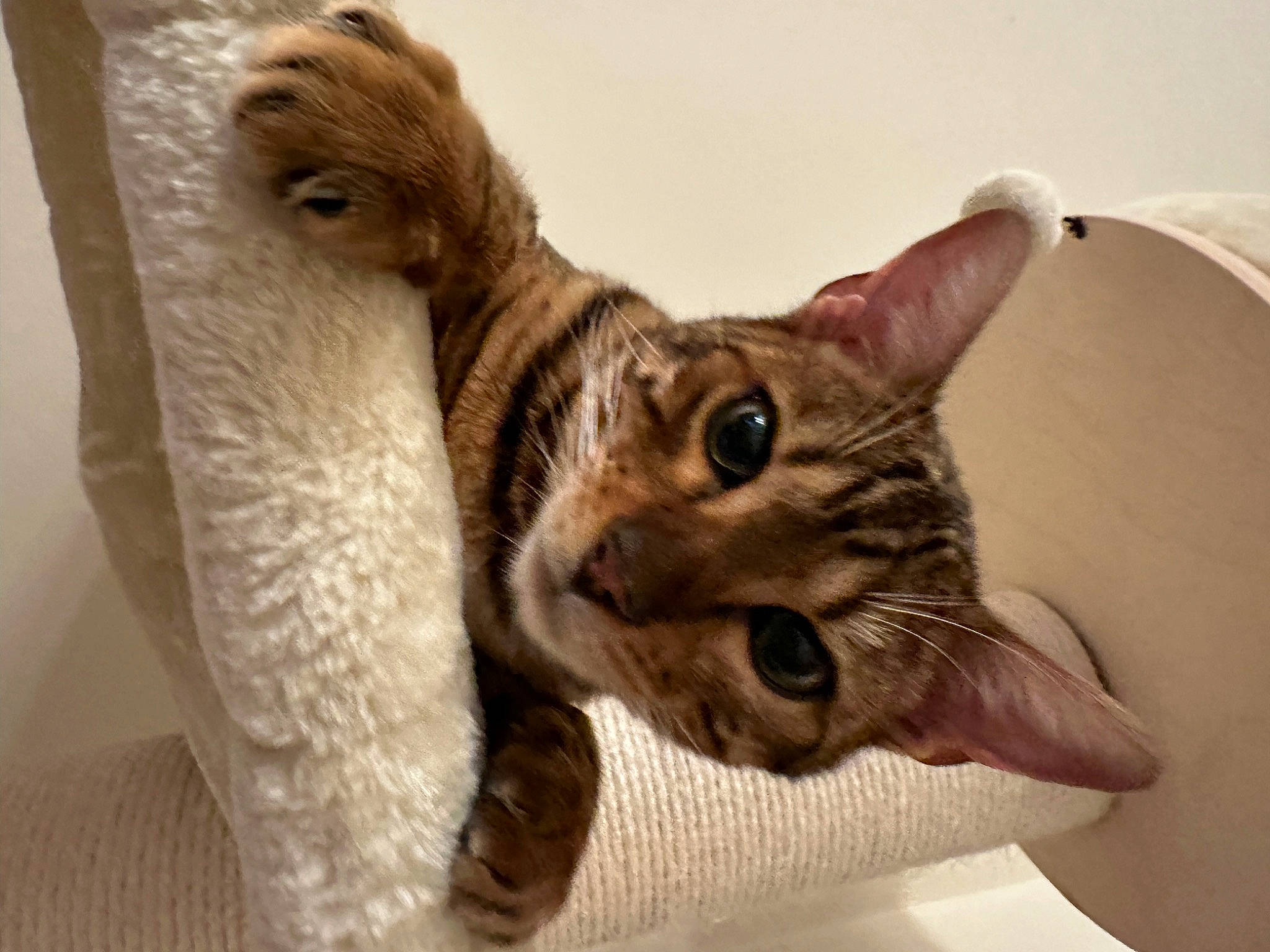 Frankie is registered to the contest to win money with this photo: carnivore, cat, cat_supply, claw, comfort, domestic_short_haired_cat, ear, felidae, fur, paw, pet_supply, small_to_medium_sized_cats, snout, tail, whiskers, wood