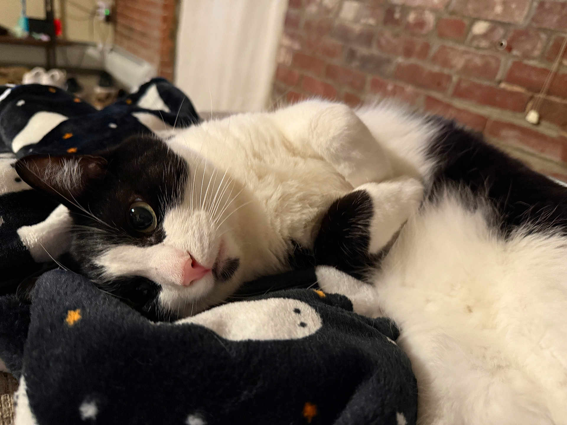 Sprout joined the competition — help win amazing prizes! cat, black_and_white, pet, indoor, blanket, cozy, feline, whiskers, pink_nose, curious, lying_down, soft_texture, close_up, cute, relaxing, fur, animal, home, brick_wall, warm_lighting