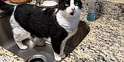 Sprout is registered to the contest to win money with this photo: cat, black_and_white, sink, kitchen, countertop, soap_dispenser, paper_towels, granite, feline, pet, domestic_animal, curious, indoor, standing, green_eyes, food_box, tap, cleaning, household, exploring