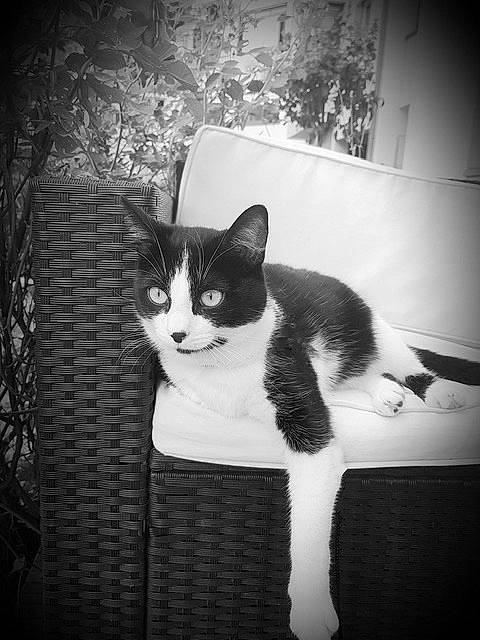 Loki participe au concours pour gagner de l'argent avec cette photo : aegean_cat, american_wirehair, black, black_and_white, carnivore, cat, domestic_short_haired_cat, european_shorthair, eye, felidae, kitten, monochrome, monochrome_photography, polydactyl_cat, small_to_medium_sized_cats, snapshot, snout, tail, whiskers, white
