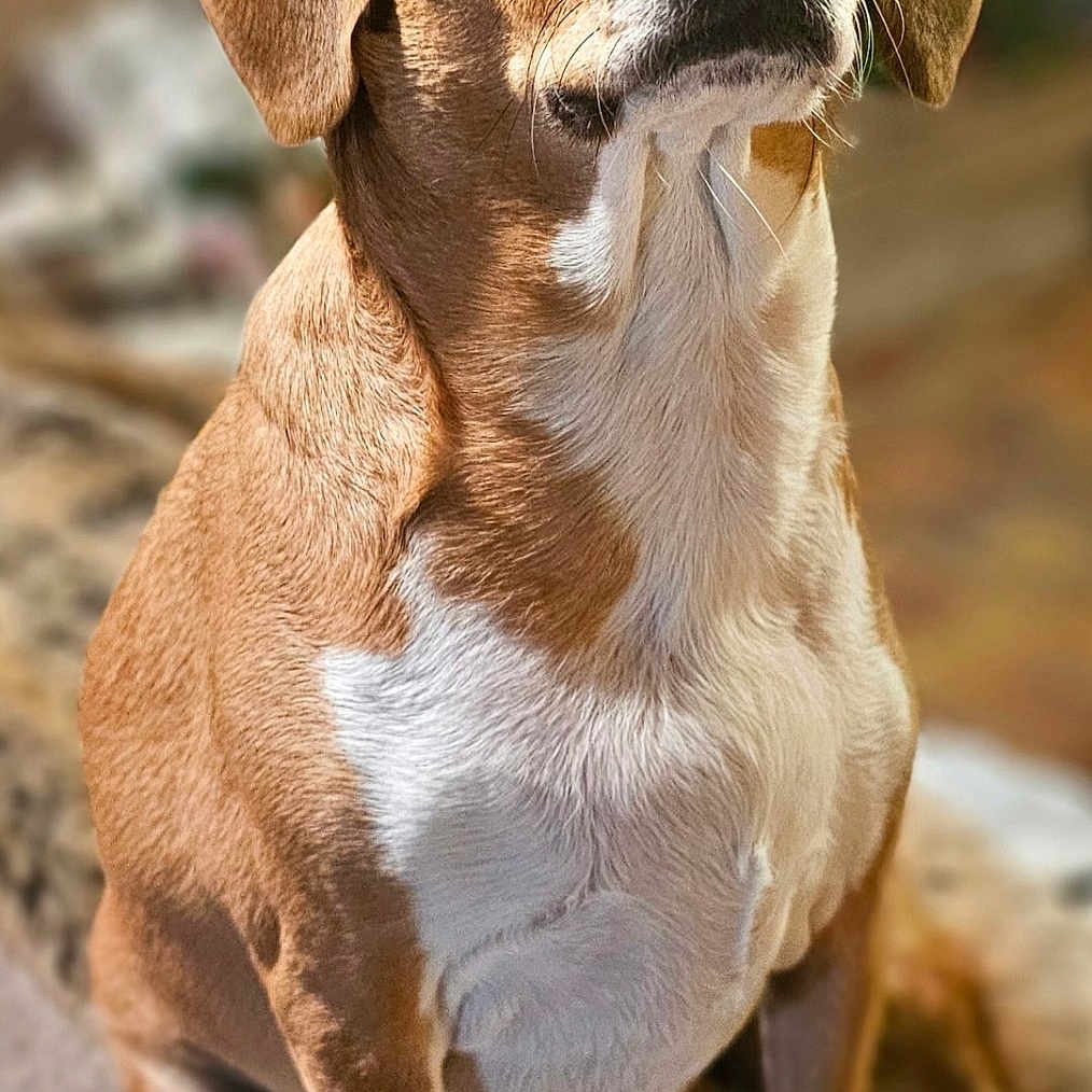 Bella is registered to the contest to win money with this photo: animal, blanket, brown_fur, canine, closeup, cozy, cute, dog, domestic_animal, ears, eyes, fur, indoors, looking_up, nose, pet, portrait, sitting, whiskers, white_fur