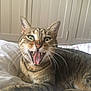 cat, tabby, pet, animal, feline, teeth, yawn, bed, blanket, indoor, whiskers, fur, ears, green_eyes, mouth_open, cute, relaxed, resting, striped, close_up