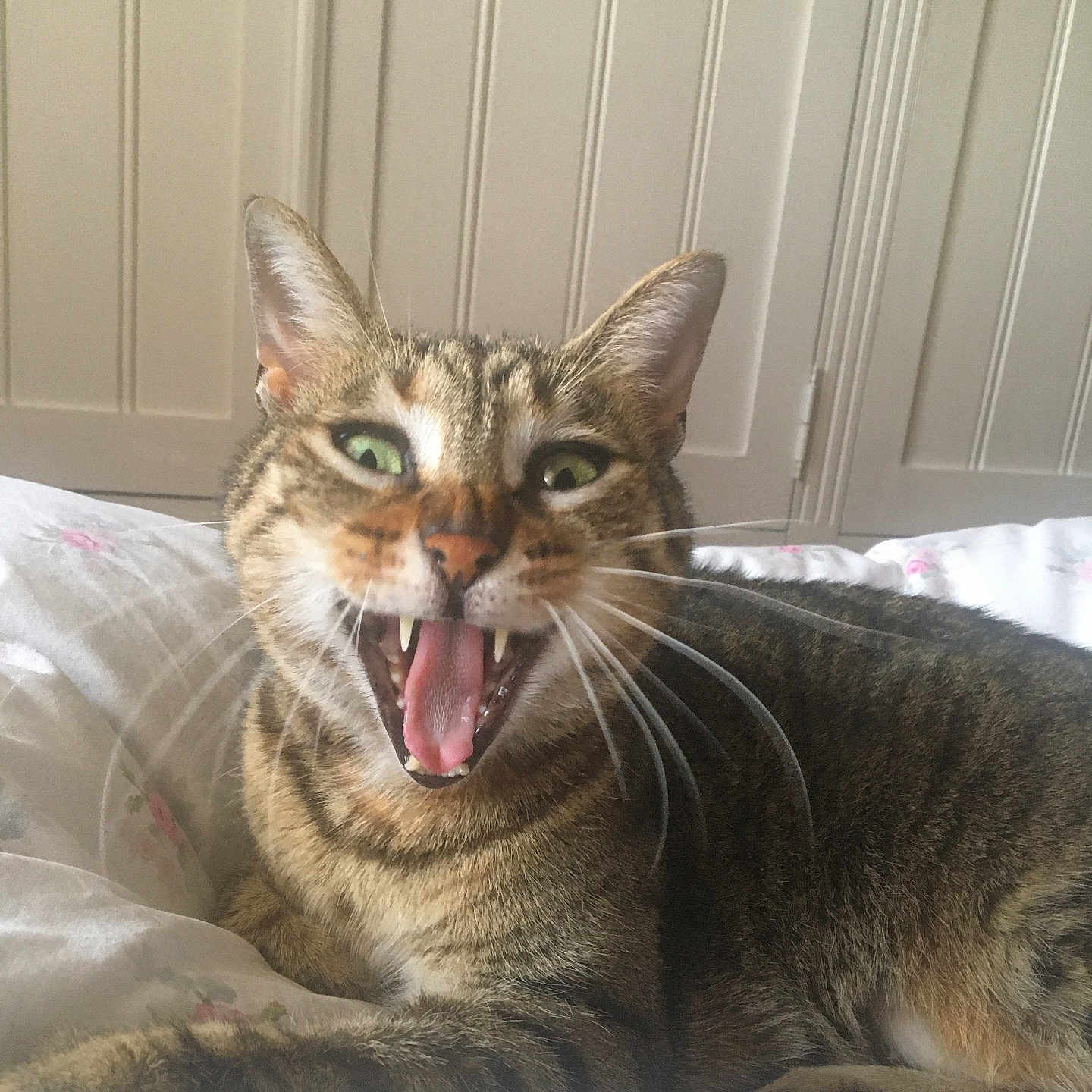Pipix a rejoint le concours — aidez-le/la à gagner de superbes lots ! animal, bed, blanket, cat, close_up, cute, ears, feline, fur, green_eyes, indoor, mouth_open, pet, relaxed, resting, striped, tabby, teeth, whiskers, yawn