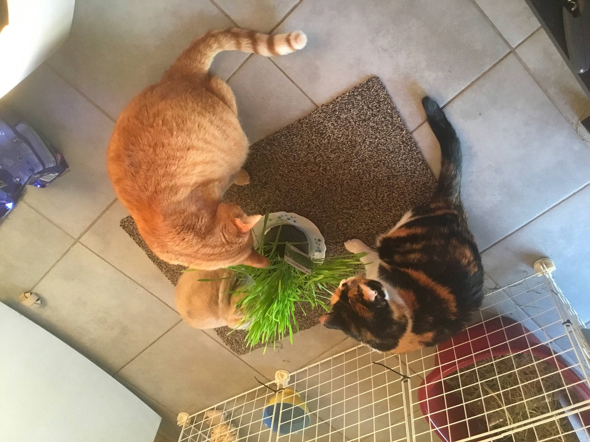 Furie participe au concours pour gagner de l'argent avec cette photo : canidae, carnivore, cat, fawn, felidae, small_to_medium_sized_cats, tail