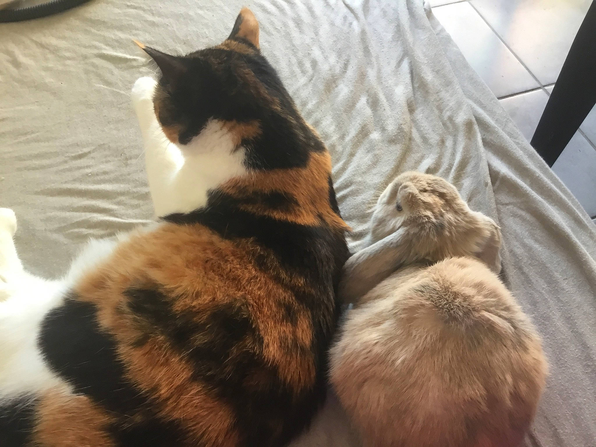 Furie a rejoint le concours — aidez-le/la à gagner de superbes lots ! aegean_cat, american_wirehair, asian, carnivore, cat, domestic_short_haired_cat, european_shorthair, felidae, fur, german_rex, paw, polydactyl_cat, small_to_medium_sized_cats, tail, whiskers