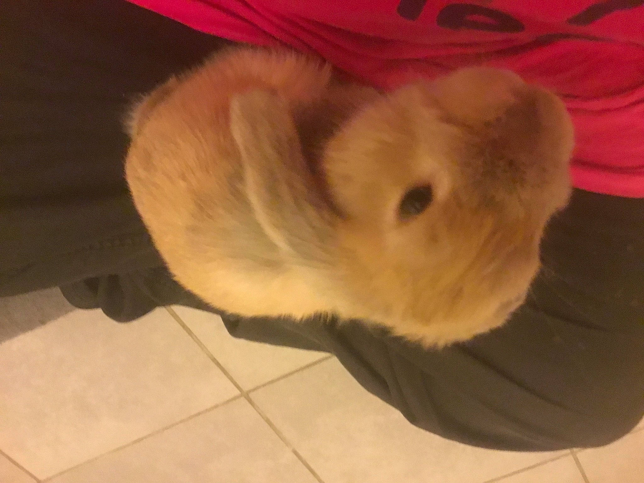 Furie participe au concours pour gagner de l'argent avec cette photo : fawn, fur, rabbits_and_hares, tail