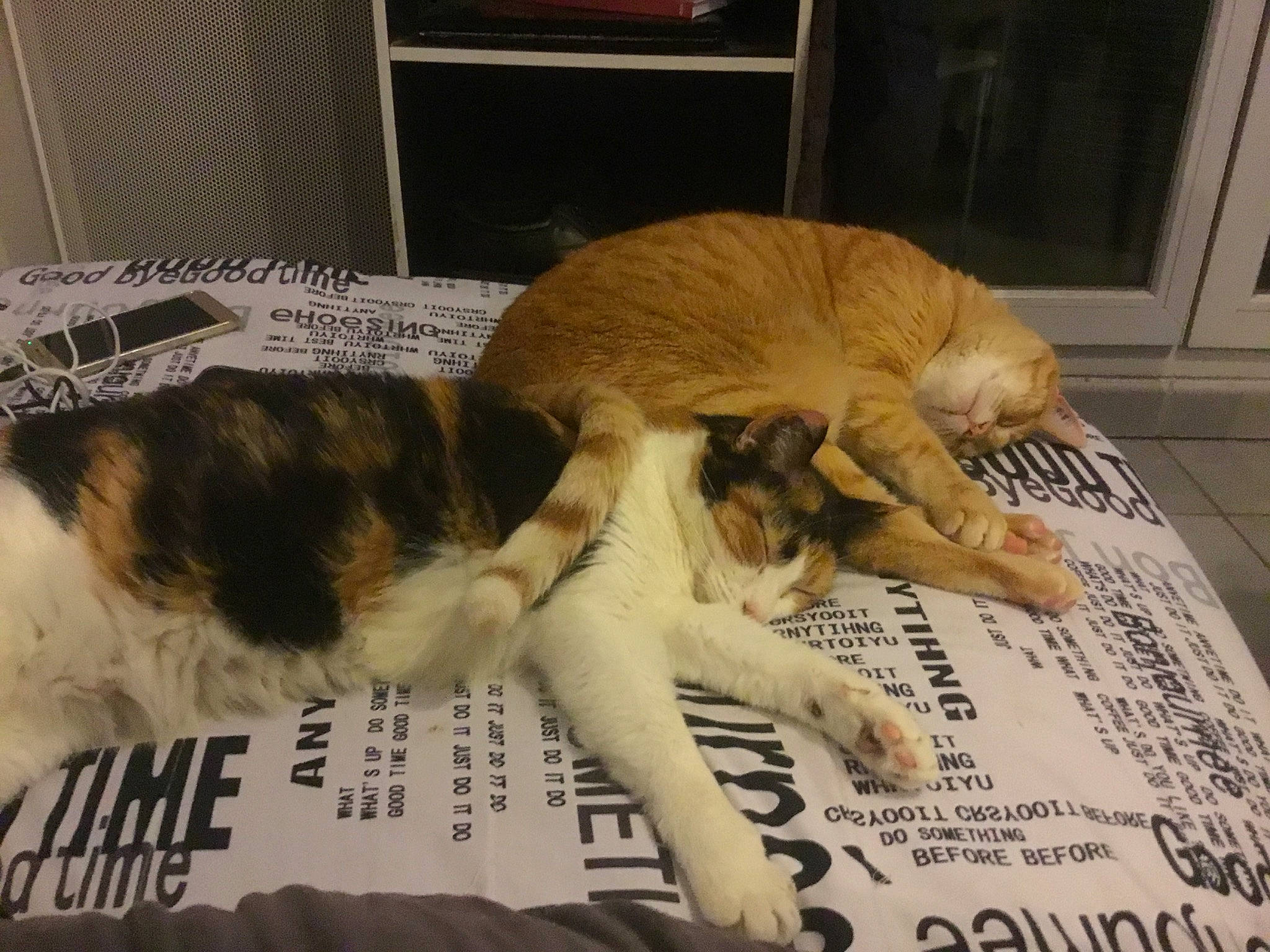 Caprie a rejoint le concours — aidez-le/la à gagner de superbes lots ! canidae, carnivore, cat, claw, domestic_short_haired_cat, european_shorthair, felidae, fur, nap, paw, photo_caption, sleep, small_to_medium_sized_cats, sporting_group, tail, whiskers