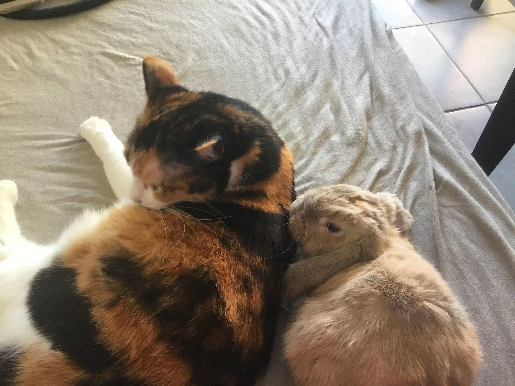 Caprie participe au concours pour gagner de l'argent avec cette photo : carnivore, cat, european_shorthair, fawn, felidae, fur, kitten, small_to_medium_sized_cats, tabby_cat, tail, whiskers