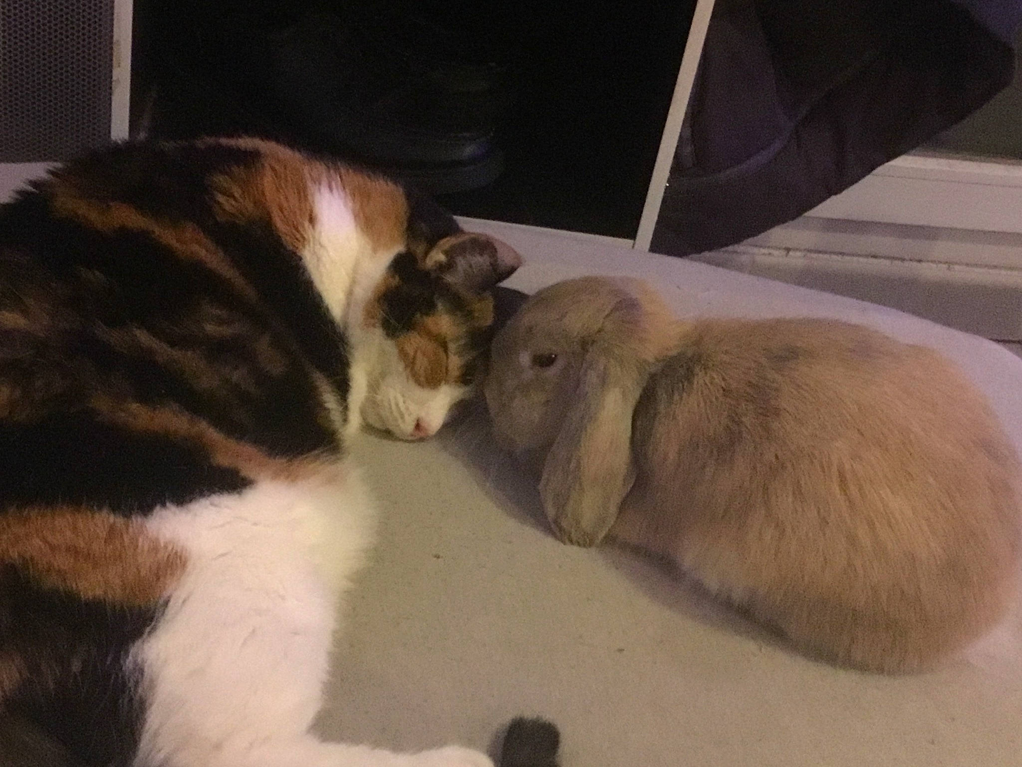 Caprie a rejoint le concours — aidez-le/la à gagner de superbes lots ! cat, domestic_rabbit, ear, fawn, fur, guinea_pig, rabbit, rabbits_and_hares, rodent, tail, whiskers