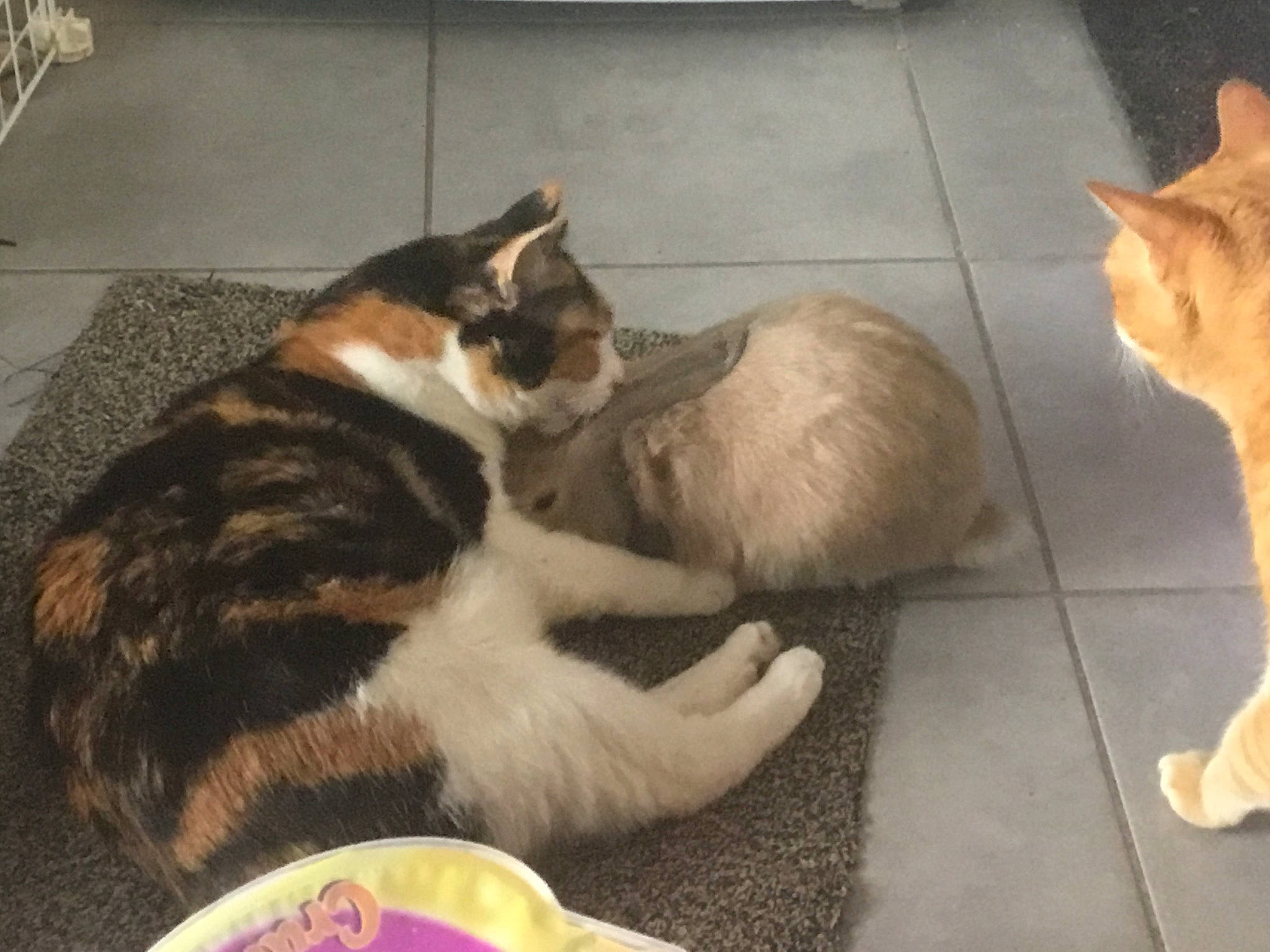 Caprie a rejoint le concours — aidez-le/la à gagner de superbes lots ! aegean_cat, asian, carnivore, cat, domestic_short_haired_cat, european_shorthair, fawn, felidae, floor, fur, kitten, paw, play, polydactyl_cat, small_to_medium_sized_cats, tail, whiskers