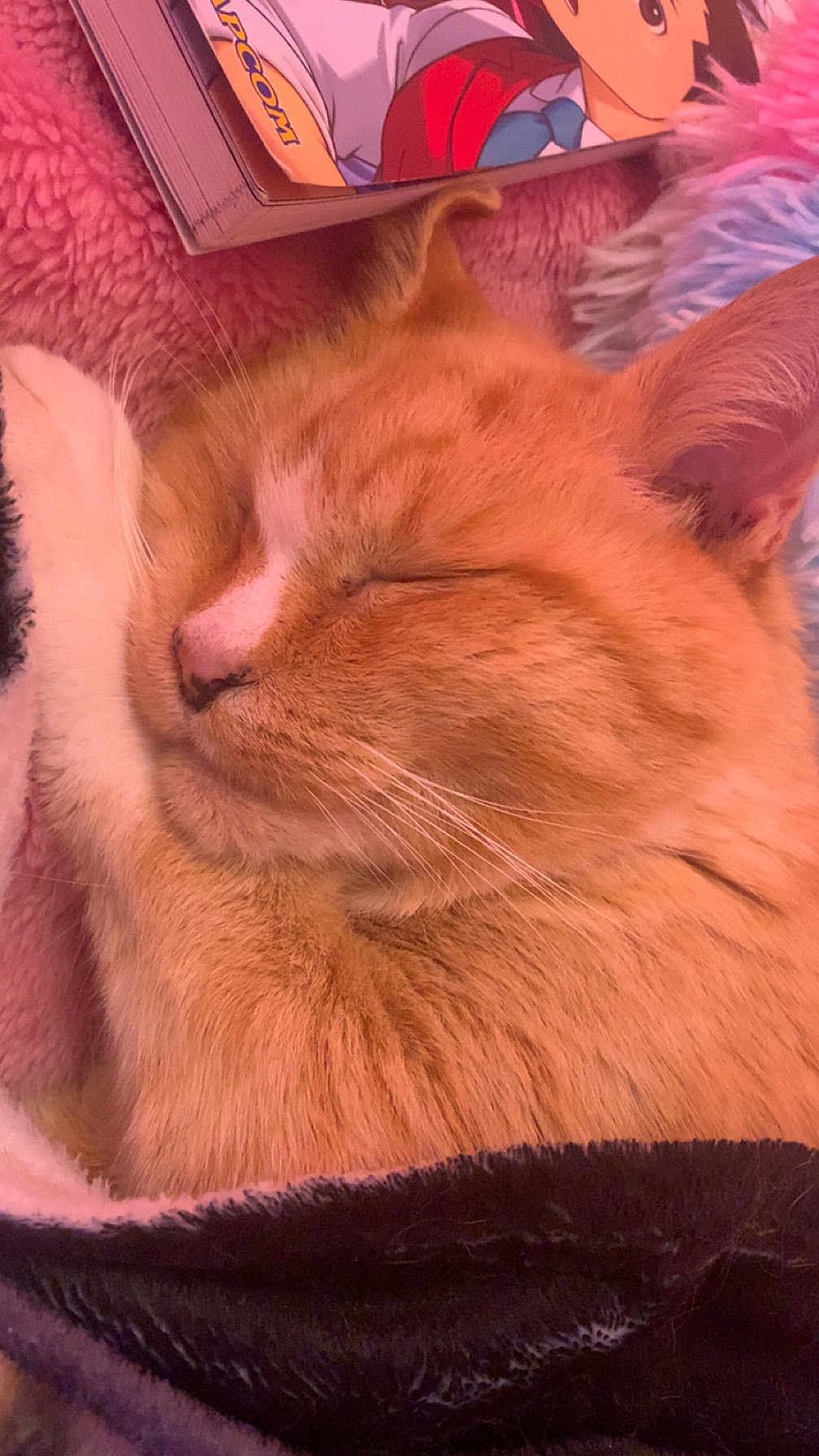 Ninja participe au concours pour gagner de l'argent avec cette photo : cat, orange_cat, tabby, sleeping, nap, whiskers, fur, ear, nose, close_up, blanket, cozy, indoor, soft_lighting, pet, manga, book, pillow, portrait, adorable
