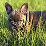 animal, brown, close_up, collar, cute, dog, ears, field, french_bulldog, grass, green, muzzle, nature, outdoor, peaceful, pet, puppy, sniffing, sunlight, young