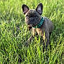 alert, animal, canine, collar, cute, daylight, dog, ears, eyes, field, french_bulldog, grass, greenery, nature, outdoor, pet, portrait, puppy, sitting, young