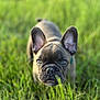 Rex joined the competition — help win amazing prizes! animal, closeup, curious, cute, daylight, dog, ears, eyes, french_bulldog, fur, grass, green, muzzle, nature, outdoor, pet, portrait, puppy, snout, young