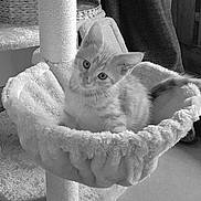 Roméo participe au concours pour gagner de l'argent avec cette photo : animal, cat, cat_tree, cozy, curious, ears, feline, fur, hammock, home, indoor, kitten, looking, pet, plush, resting, scratching_post, soft_texture, tail, window