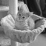 animal, cat, cat_tree, cozy, curious, ears, feline, fur, hammock, home, indoor, kitten, looking, pet, plush, resting, scratching_post, soft_texture, tail, window