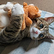Louis joined the competition — help win amazing prizes! blanket, blue_eyes, cat, close_up, cozy, cute, domestic_animal, feline, hugging, indoor, lying_down, pet, pink_nose, plush, relaxed, soft_toy, striped, stuffed_toy, tabby_cat, whiskers