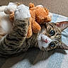 cat, tabby_cat, stuffed_toy, plush, blue_eyes, lying_down, hugging, pet, indoor, blanket, striped, soft_toy, cute, feline, whiskers, pink_nose, relaxed, cozy, domestic_animal, close_up