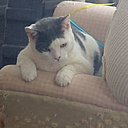 Verbal joined the competition — help win amazing prizes! cat, indoor, furniture, armchair, pet, scratching_post, toy, white_fur, gray_fur, paws, relaxed, closeup, animal, resting, cozy, home, scratched_furniture, pet_toy, cat_furniture, lazy