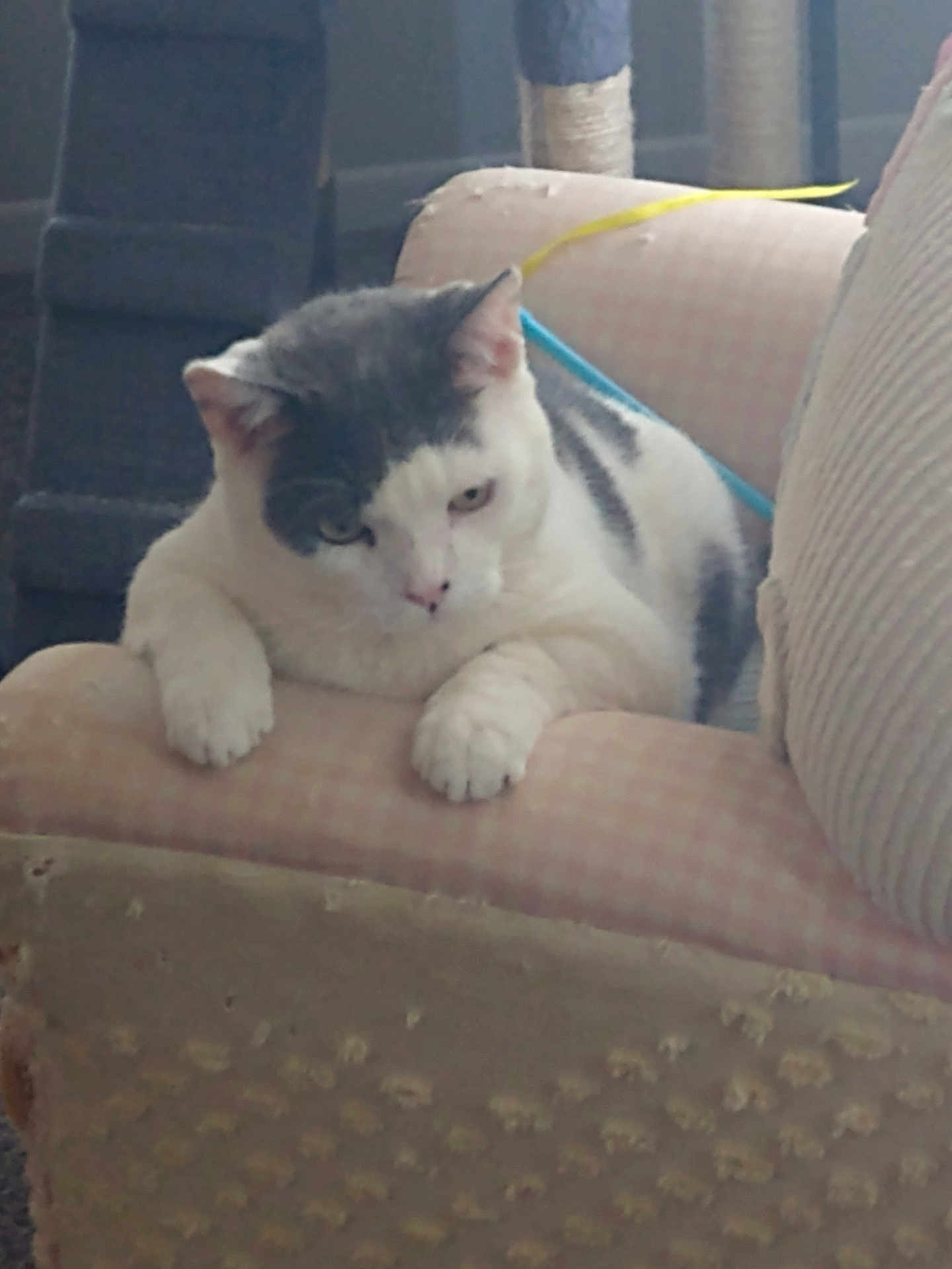 Verbal joined the competition — help win amazing prizes! cat, indoor, furniture, armchair, pet, scratching_post, toy, white_fur, gray_fur, paws, relaxed, closeup, animal, resting, cozy, home, scratched_furniture, pet_toy, cat_furniture, lazy