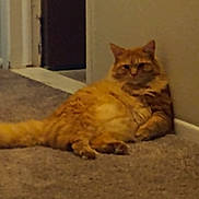 Furburger Cray Cray joined the competition — help win amazing prizes! cat, orange_tabby, indoor, carpet, wall, relaxed, feline, pet, animal, floor, fluffy, cute, tabby, resting, cozy, domestic, fur, whiskers, paws, tail