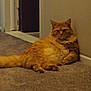 cat, orange_tabby, indoor, carpet, wall, relaxed, feline, pet, animal, floor, fluffy, cute, tabby, resting, cozy, domestic, fur, whiskers, paws, tail