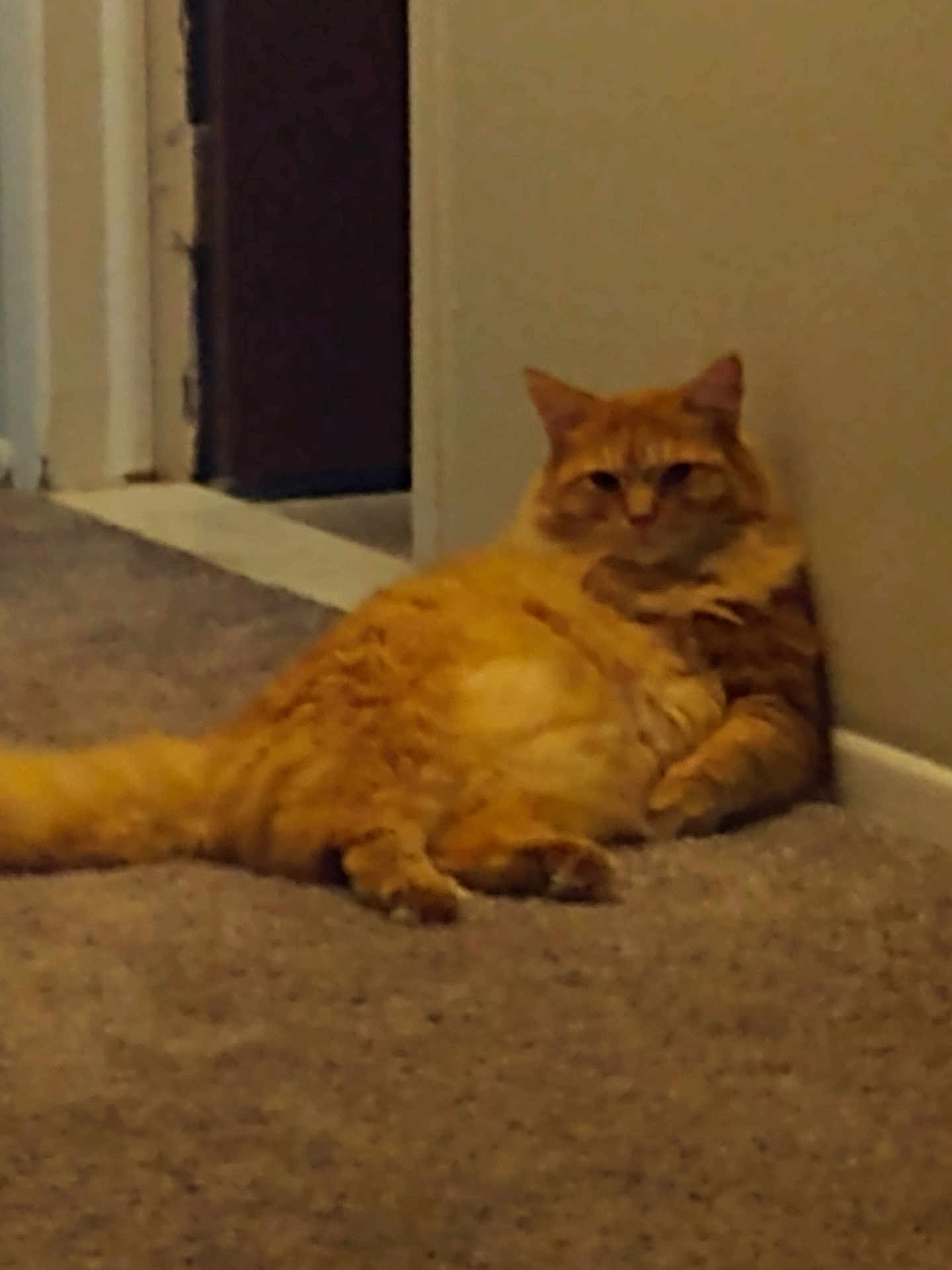 Furburger Cray Cray joined the competition — help win amazing prizes! cat, orange_tabby, indoor, carpet, wall, relaxed, feline, pet, animal, floor, fluffy, cute, tabby, resting, cozy, domestic, fur, whiskers, paws, tail