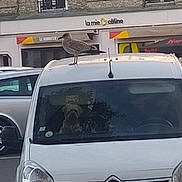 Daniel Morisse a rejoint le concours — aidez-le/la à gagner de superbes lots ! animal, antenna, bird, brick, building, daytime, dog, glass, outdoor, parking, pet, reflection, seagull, signage, transportation, urban, van, vehicle, white, window