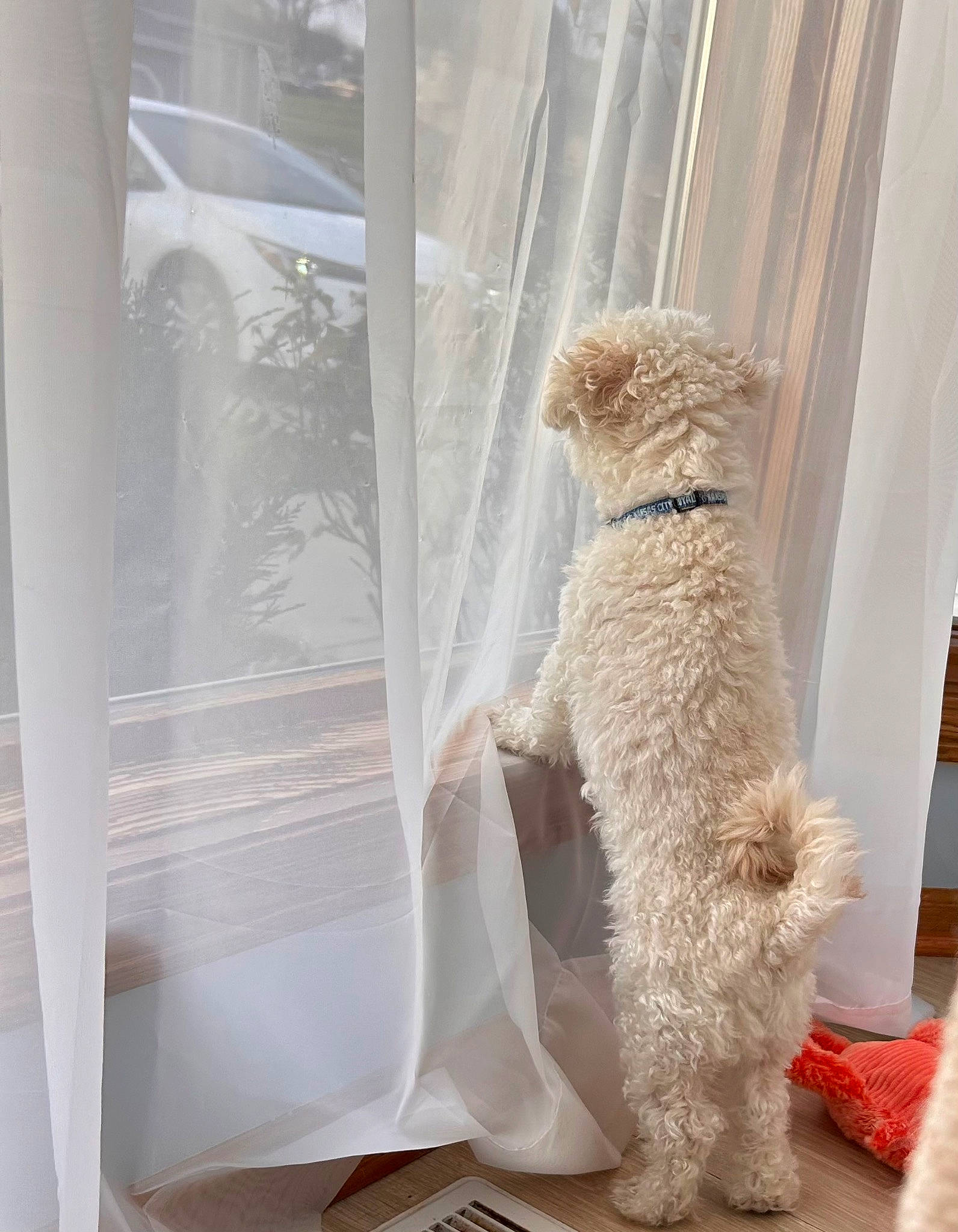 Huck is registered to the contest to win money with this photo: canidae, carnivore, chair, comfort, companion_dog, couch, curtain, dog_breed, fashion_design, flooring, fur, glass, linens, non_sporting_group, room, sporting_group, stuffed_toy, toy, window, wood