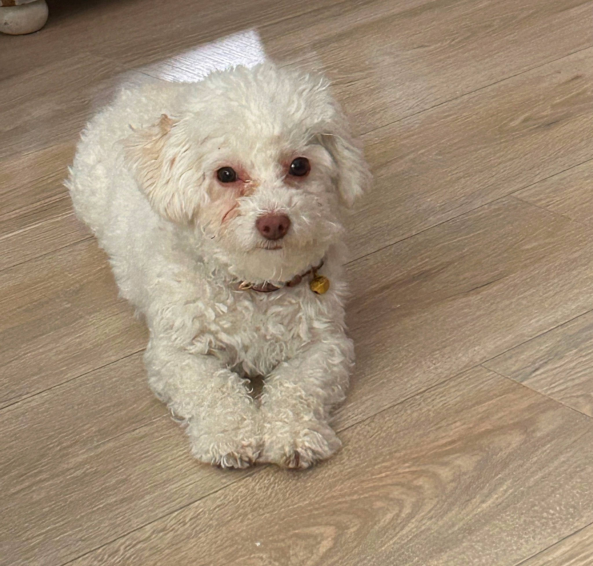 Huck joined the competition — help win amazing prizes! canidae, carnivore, companion_dog, dog, dog_breed, fur, hardwood, plant, poodle, shih_poo, small_terrier, snout, sporting_group, terrier, toy_dog, varnish, water_dog, wood, wood_flooring, wood_stain
