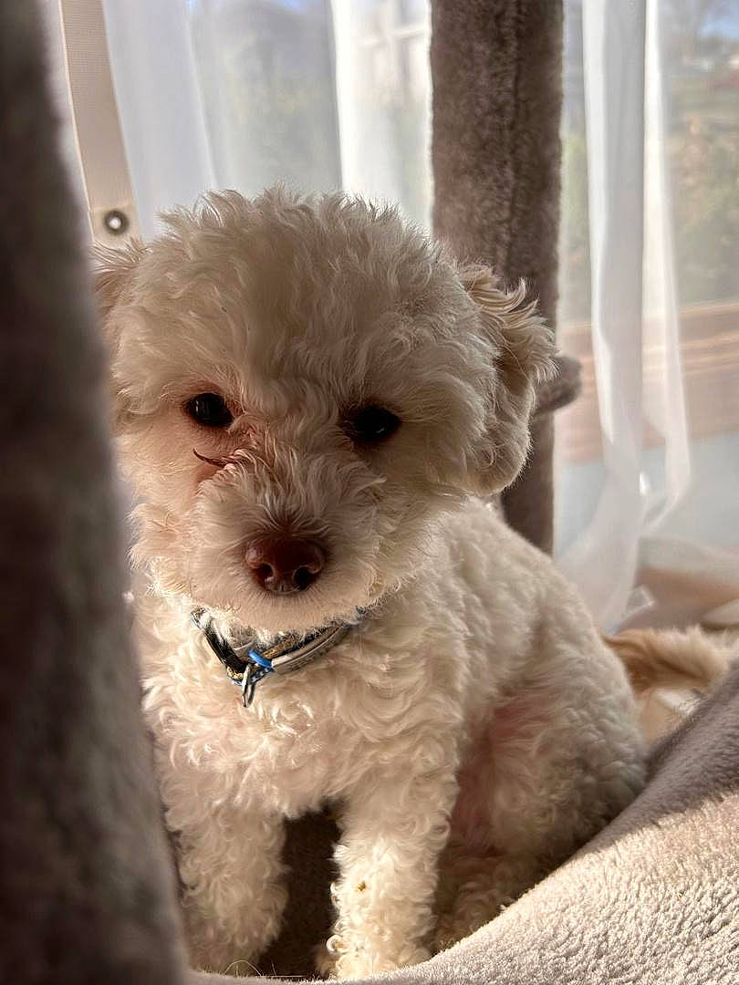 Huck joined the competition — help win amazing prizes! canidae, carnivore, companion_dog, dog, dog_breed, fur, goldendoodle, labradoodle, maltepoo, non_sporting_group, poodle, puppy, puppy_love, small_terrier, snout, sporting_group, terrier, toy_dog, water_dog, working_animal