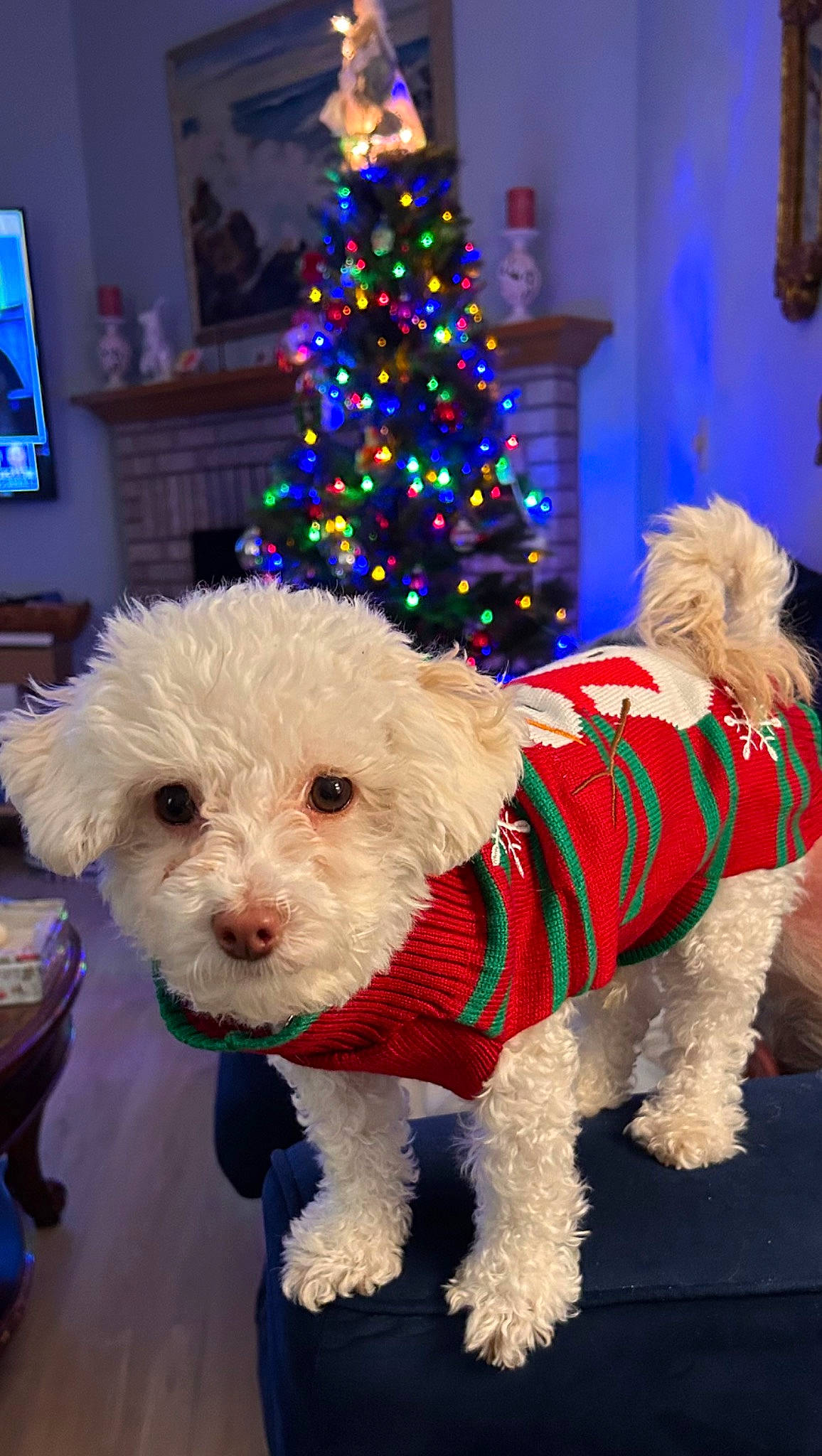 Huck is registered to the contest to win money with this photo: blue, canidae, carnivore, christmas_tree, collar, companion_dog, dog, dog_breed, dog_clothes, dog_collar, dog_supply, event, fawn, fur, holiday, pet_supply, picture_frame, sporting_group, television, toy_dog