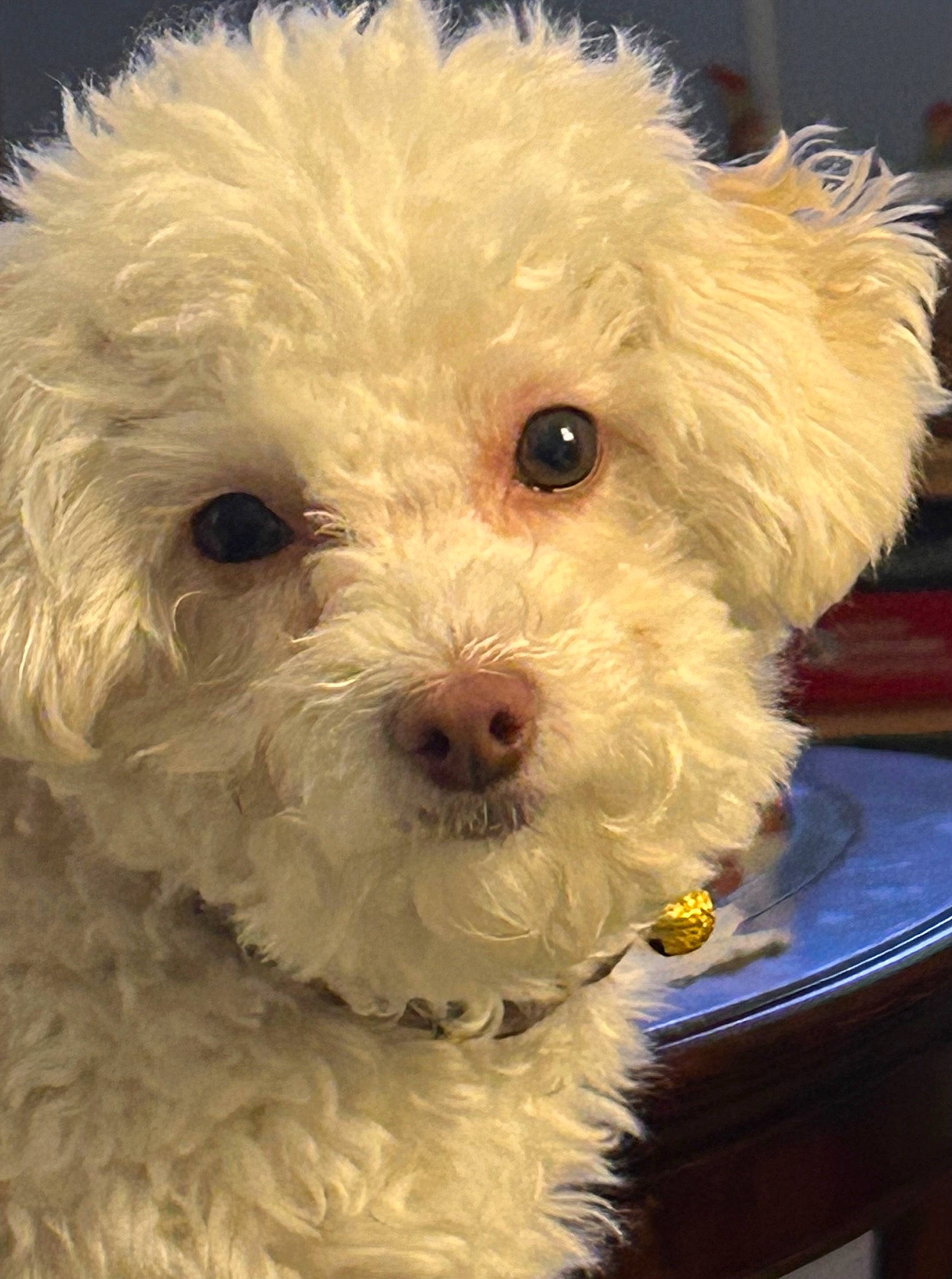 Huck joined the competition — help win amazing prizes! bichon, canidae, carnivore, companion_dog, dog, dog_breed, fur, labradoodle, maltepoo, non_sporting_group, plant, poodle, puppy, small_terrier, snout, sporting_group, terrier, toy_dog, water_dog, working_animal